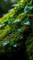 A close up of green plants growing on a mossy surface photo