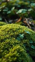A close up of green moss on the ground photo