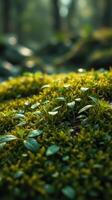 A close up of green plants in the forest photo