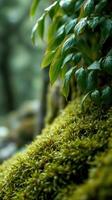 A close up of moss growing on a rock photo
