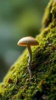 A mushroom is sitting on top of a moss covered rock photo