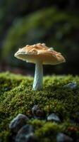 A mushroom is standing on top of a moss covered ground photo