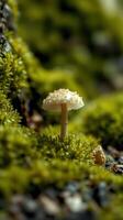 A small mushroom sitting on top of a moss covered rock photo