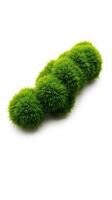 A green grassy plant on a white background photo