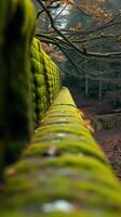 A long green wall with moss growing on it photo