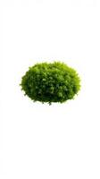 A green bush is shown on a white background photo