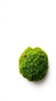 A moss ball on a white surface photo