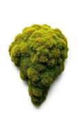 A green moss covered tree on a white background photo