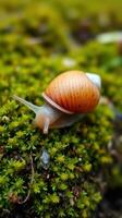 A snail is crawling on the moss photo