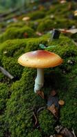 A mushroom is sitting on top of a green mossy ground photo