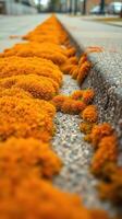 A street with a lot of orange flowers on it photo