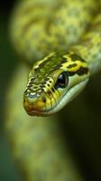 A close up of a yellow and black snake photo