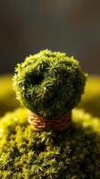 A small green plant sitting on top of a basket photo
