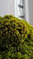 A close up of a plant with green leaves photo