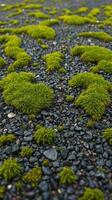 A close up of a green moss covered rock photo