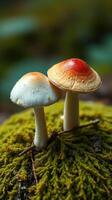Two mushrooms are sitting on top of a mossy surface photo