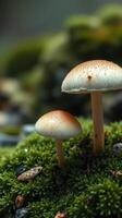 Two mushrooms are standing on top of moss photo