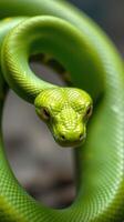 A green snake with its head turned to the side photo