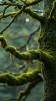 A tree with moss growing on it photo