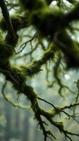 Mossy branches in the forest photo