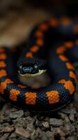 A black and orange snake with black spots on its body photo