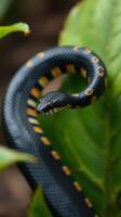 A black and orange snake with yellow stripes photo