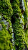 A close up of moss growing on a rock wall photo
