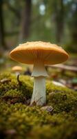 A mushroom on the ground photo