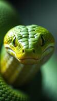 A close up of a green snake with its eyes open photo