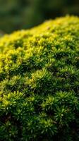 A close up of green moss on a rock photo