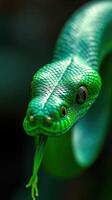 A close up of a green snake with its head up photo
