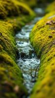 A stream running through a moss covered area photo