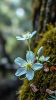 A small white flower is growing on a mossy tree photo