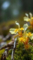 A close up of some yellow flowers photo
