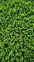Top view of green pine tree branches photo