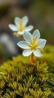 Two white flowers growing on top of moss photo