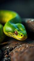 A green snake with red eyes on a rock photo