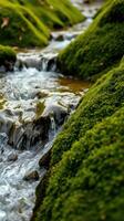 A stream of water flowing through a moss covered area photo