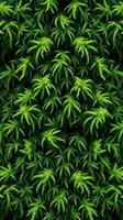 A green plant background with many leaves photo