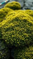 A close up of a mossy plant on the ground photo