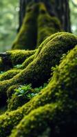 A close up of moss growing on a tree trunk photo