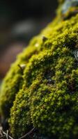 A close up of moss growing on a rock photo