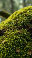 A close up of a moss covered tree branch photo