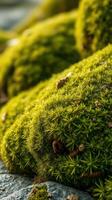 A close up of moss on rocks photo