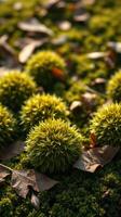 A bunch of green plants on a green grassy field photo