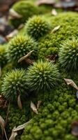 A group of small green plants growing on a moss covered rock photo