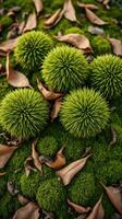 A group of green balls on a green moss covered ground photo