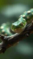 A green snake with white spots on its body photo