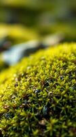 A close up of a green mossy plant photo