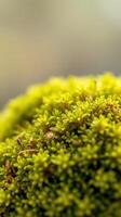 A close up of a green mossy plant photo
